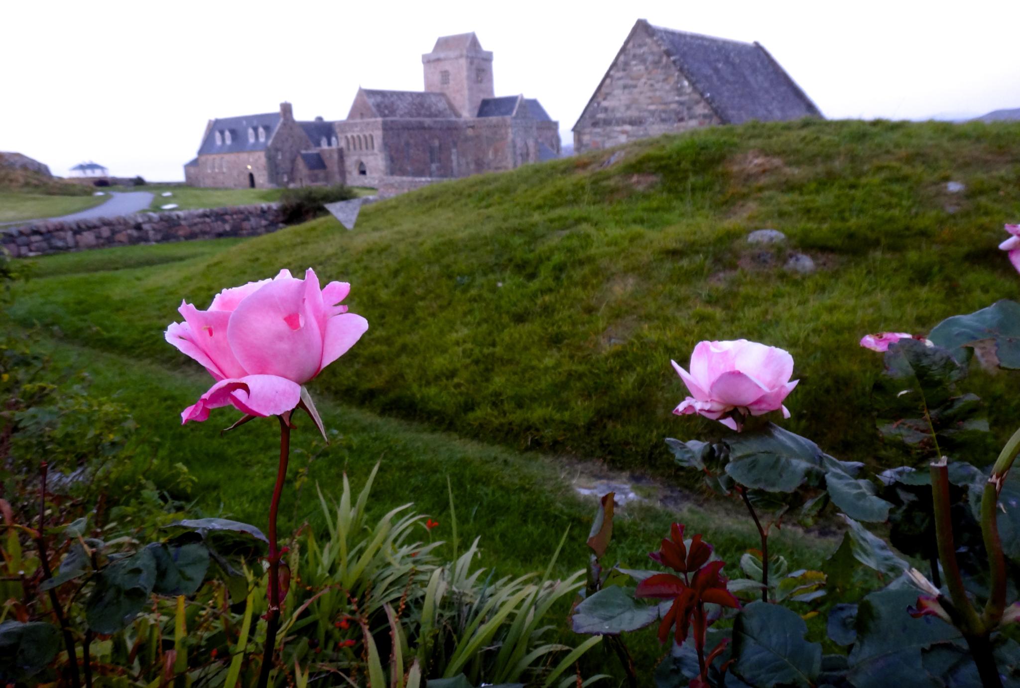 Iona -The last roses of summer frame the view to the Abbey