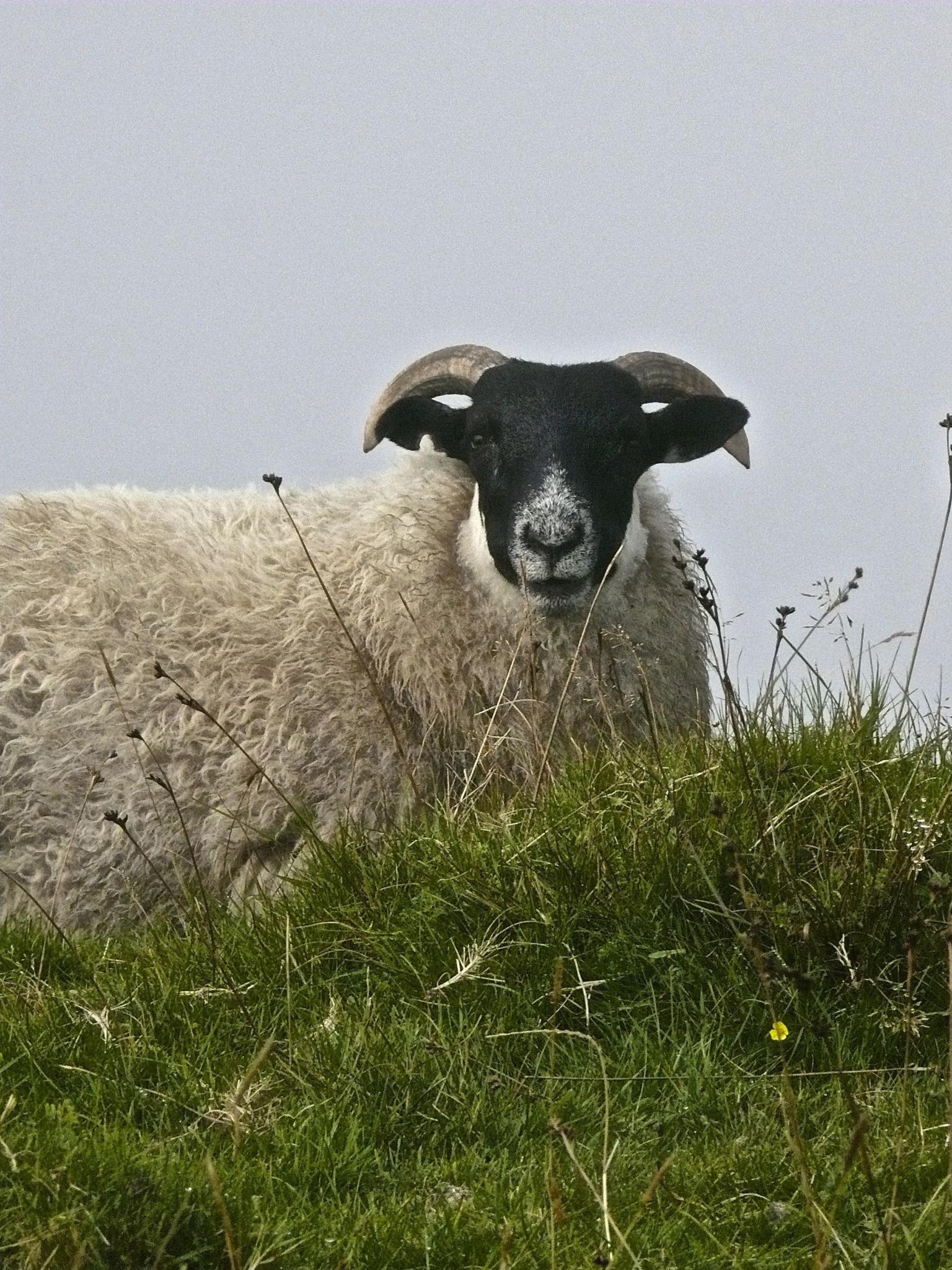 Sheep friend off the A855, North Skye